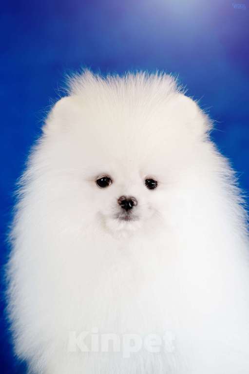 Собаки в Москве: Бело-кремовый мальчик Мальчик, 85 000 руб. - фото 6