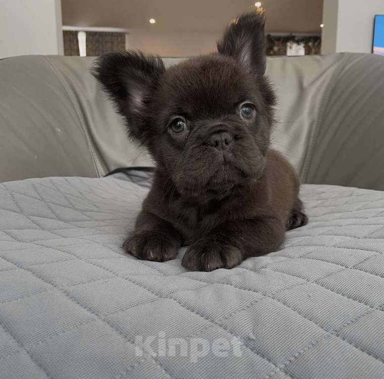 Собаки в Санкт-Петербурге: Мальчик длинношерстный фр. Бульдог Мальчик, 50 000 руб. - фото 1