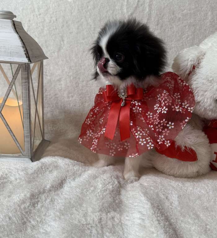 Собаки в Москве: Щенок японского хина Девочка, 40 000 руб. - фото 3