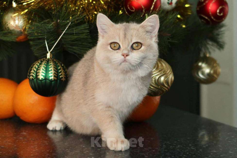 Кошки в Москве: Британский котенок Мэйлин Девочка, 50 000 руб. - фото 8