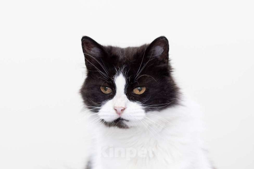 Кошки в Москве: кошка Буся в добрые руки Девочка, Бесплатно - фото 4