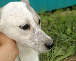 Собаки в Нефтеюганске: Срочно ищет дом Девочка, Бесплатно - фото 3