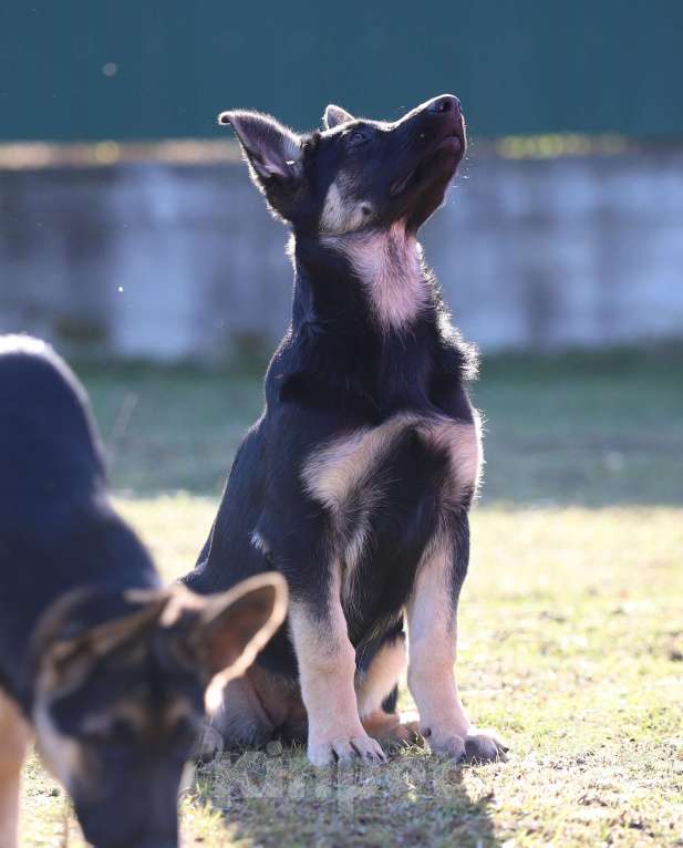 Собаки в Тарусе: Щенки восточноевропейской овчарки  Девочка, 50 000 руб. - фото 4