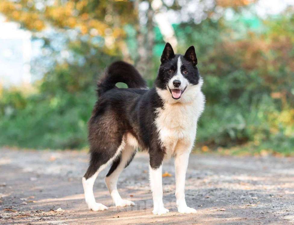 Собаки в Раменском: Джентельмен Франклин ищет дом🩷 Мальчик, Бесплатно - фото 2