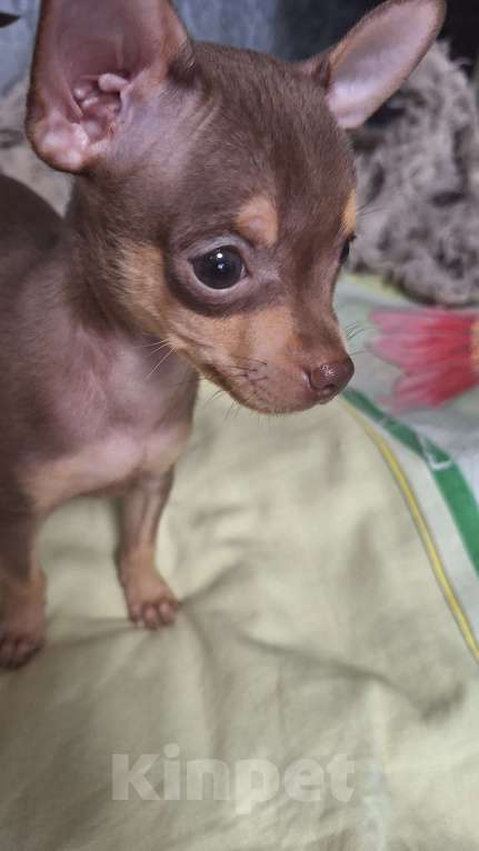 Собаки в Астрахани: Продам шоколадного мальчика той терьера  Мальчик, 10 000 руб. - фото 3