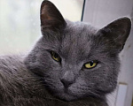 Кошки в Москве: Кот Проша ищет любящее сердце Мальчик, Бесплатно - фото 1