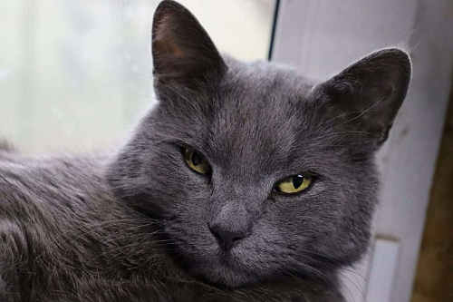 Кот Проша ищет любящее сердце