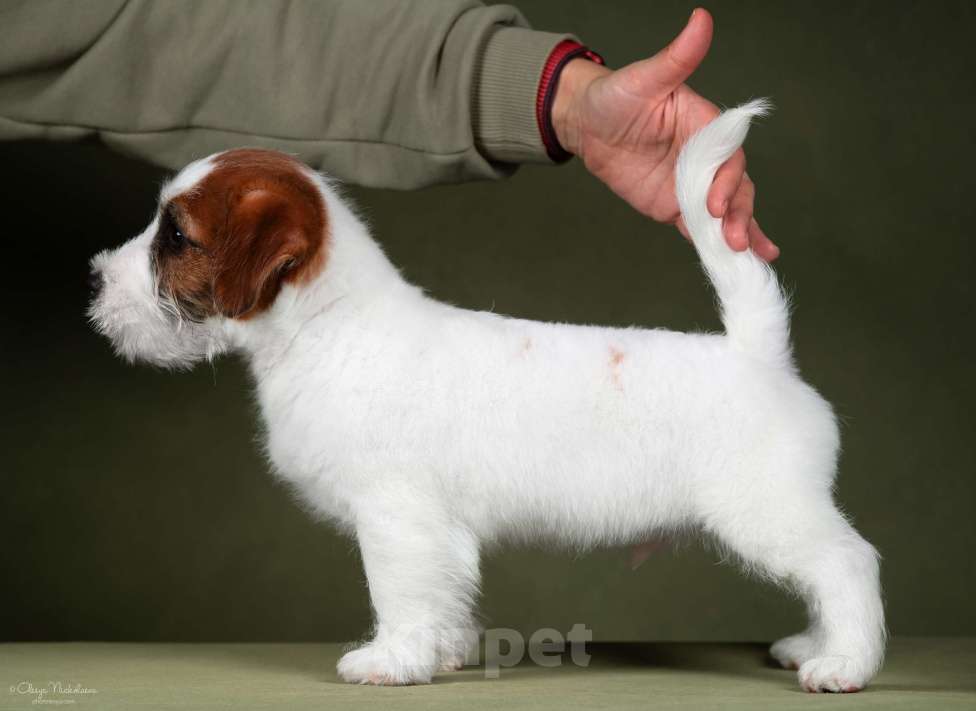 Собаки в Санкт-Петербурге: Марлекс Солар Найджел  Мальчик, 80 000 руб. - фото 1
