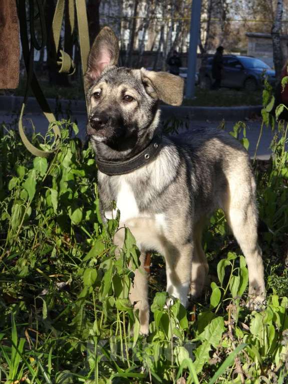 Собаки в Казани: Взрослая собака во двор Девочка, Бесплатно - фото 2