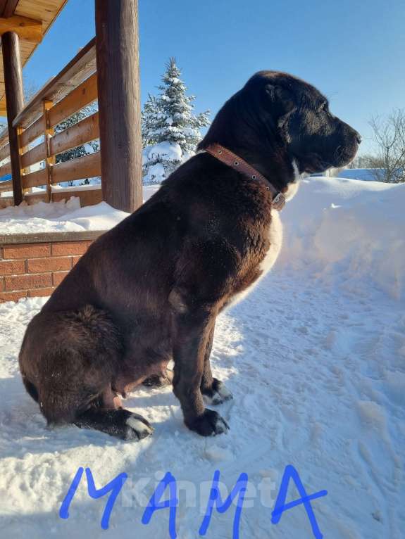 Собаки в Костерево: Щенок алабая кобель от чемпионов Мальчик, 55 000 руб. - фото 8