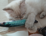 Кошки в Москве: Клубный котенок Мальчик, Бесплатно - фото 2