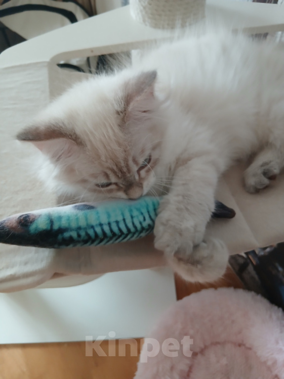 Кошки в Москве: Клубный котенок Мальчик, Бесплатно - фото 2