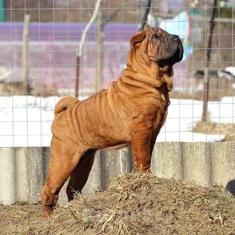 Собаки в Туле: Щенок шарпея продать Девочка, Бесплатно - фото 1