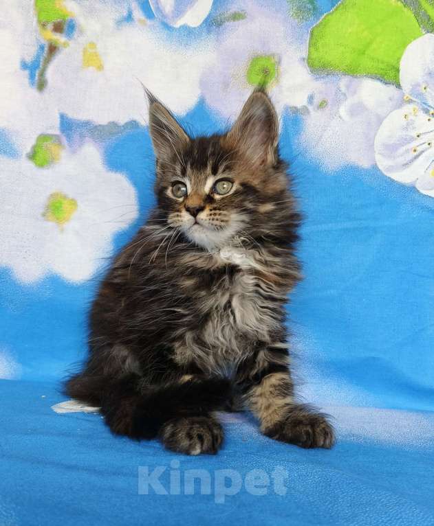 Кошки в Москве: Котёнок Мейн Кун Девочка Девочка, 60 000 руб. - фото 2