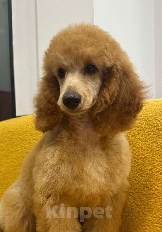 Собаки в Москве: Щенки малого пуделя Девочка, Бесплатно - фото 2