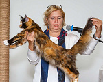 Кошки в Бору: Котенок мэйн кун, девочка Девочка, 40 000 руб. - фото 7