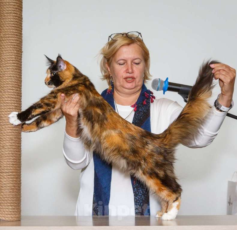 Кошки в Бору: Котенок мэйн кун, девочка Девочка, 40 000 руб. - фото 7