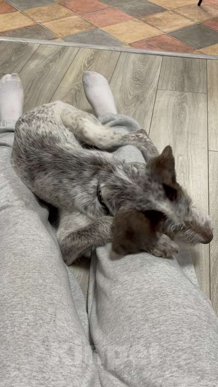 Собаки в Москве: Щенок в добрые руки  Мальчик, Бесплатно - фото 3