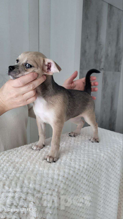 Собаки в Москве: Чихуахуа девочка крупная Девочка, 45 000 руб. - фото 8