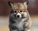 Собаки в Владивостоке: Красивый щенок корги пемброк Девочка, 170 000 руб. - фото 1