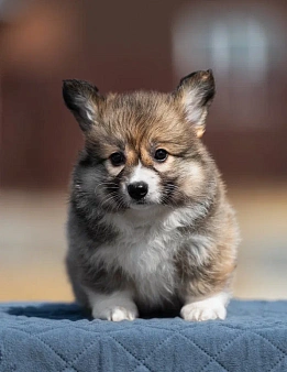 Объявление: Красивый щенок корги пемброк, 170 000 руб., Владивосток