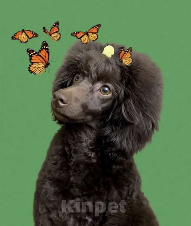 Собаки в Москве: Щенки пуделя Мальчик, Бесплатно - фото 1