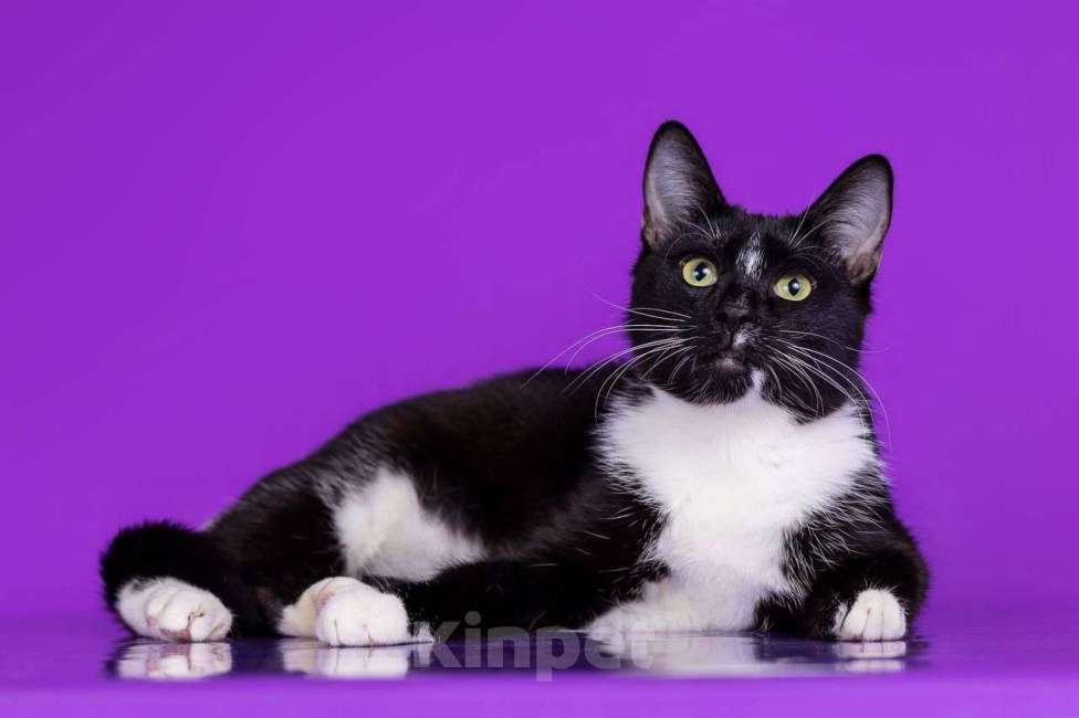 Кошки в Москве: красивая кошечка ищет дом Девочка, Бесплатно - фото 3