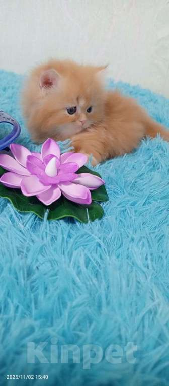 Кошки в Екатеринбурге: Котик  Мальчик, 20 000 руб. - фото 2