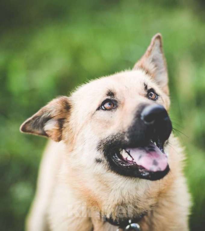 Собаки в Москве: Джемма. Радостная собака Девочка, Бесплатно - фото 5