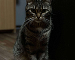 Кошки в Магнитогорске: кошка в добрые руки Девочка, Бесплатно - фото 6
