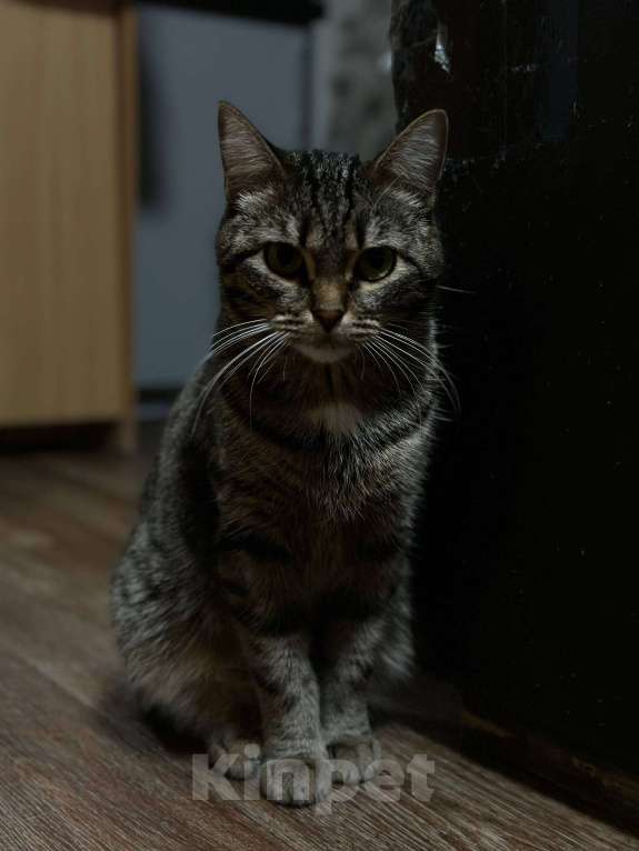 Кошки в Магнитогорске: кошка в добрые руки Девочка, Бесплатно - фото 6