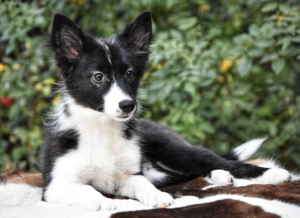 Собаки в Москве: Ненецкая оленегонная лайка, сука Агата. Девочка, 60 000 руб. - фото 2