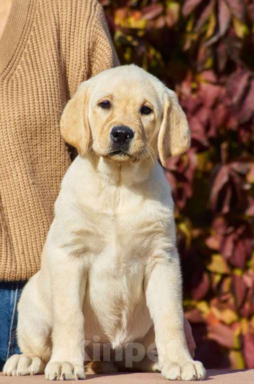 Собаки в Тольятти: на продажу. 🐶  Девочка, Бесплатно - фото 1