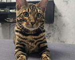 Кошки в Ростове-на-Дону: Бенгальский малыш Мальчик, 60 000 руб. - фото 7
