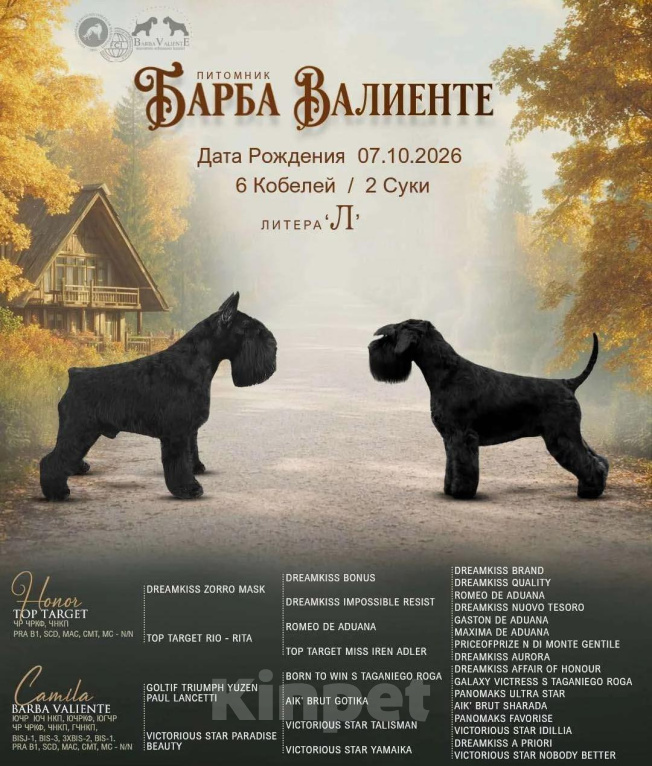 Собаки в Москве: Щенки цвергшнауцера черного окраса, мальчики Мальчик, 75 000 руб. - фото 1