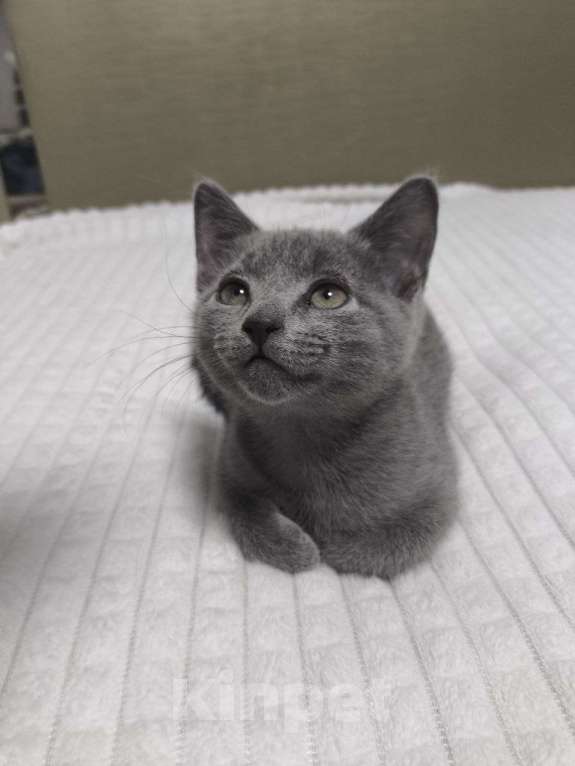 Кошки в Новосибирске: Котята русской голубой кошки Девочка, 50 000 руб. - фото 1