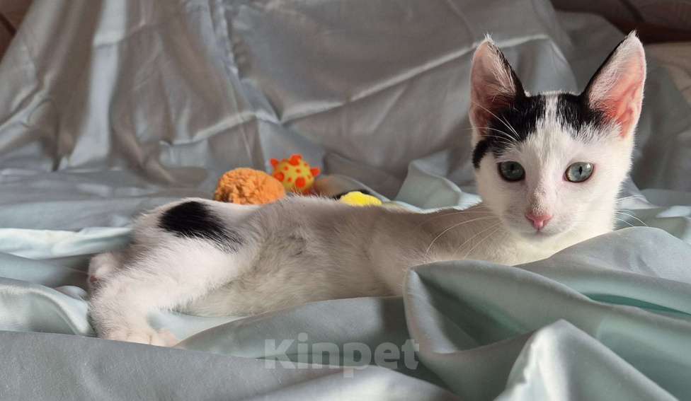 Кошки в Санкт-Петербурге: Ищет дом ласковый котейка Дантес Мальчик, Бесплатно - фото 1