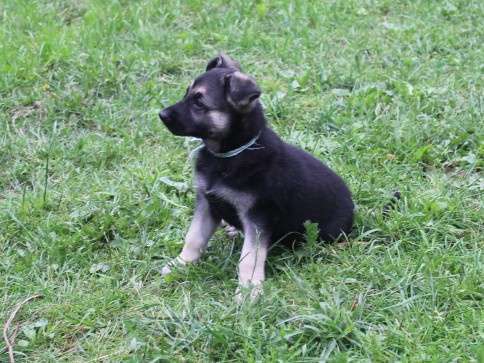 Собаки в Москве: Щенки восточноевропейской овчарки  Девочка, 40 000 руб. - фото 4