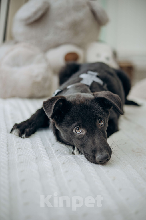 Собаки в Москве: Черный щенок в добрые руки бесплатно Мальчик, Бесплатно - фото 1