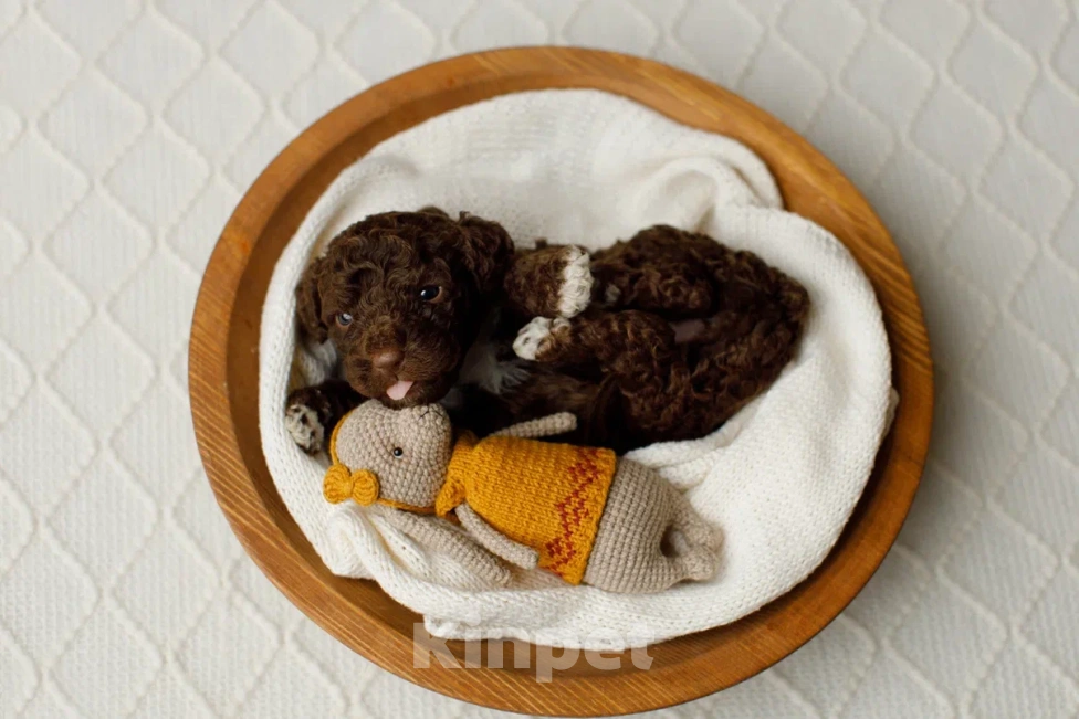 Собаки в Санкт-Петербурге: Испанская водяная собака Девочка, Бесплатно - фото 3