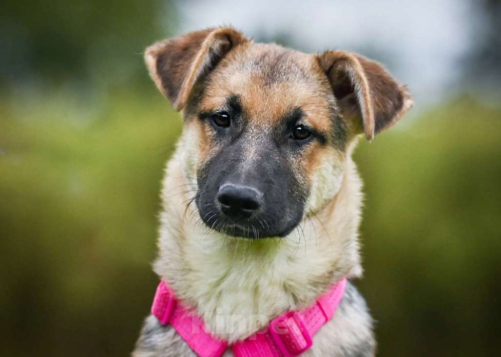 Собаки в других городах Московской области: Несомненный лидер и просто красавица:) Девочка, Бесплатно - фото 3