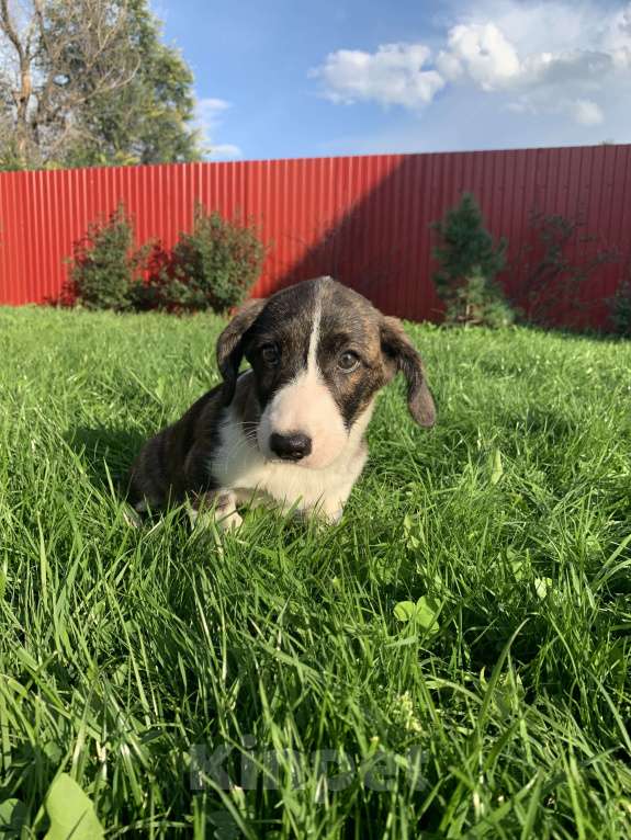 Собаки в Новосибирске: Вельш корги Девочка, 40 000 руб. - фото 6