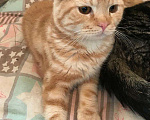 Кошки в Острогожске: РАСПРОДАЖА.Котята Шотландцы вислоухие, 4 000 руб. - фото 1