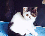 Кошки в Болхове: Котик Экзотик, 1 руб. - фото 1
