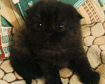 Кошки в Новокубанске: Продам котёнка, 4 000 руб. - фото 1