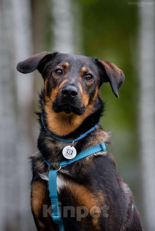 Собаки в Наро-Фоминске: Ласковый пес Мироша Мальчик, Бесплатно - фото 3