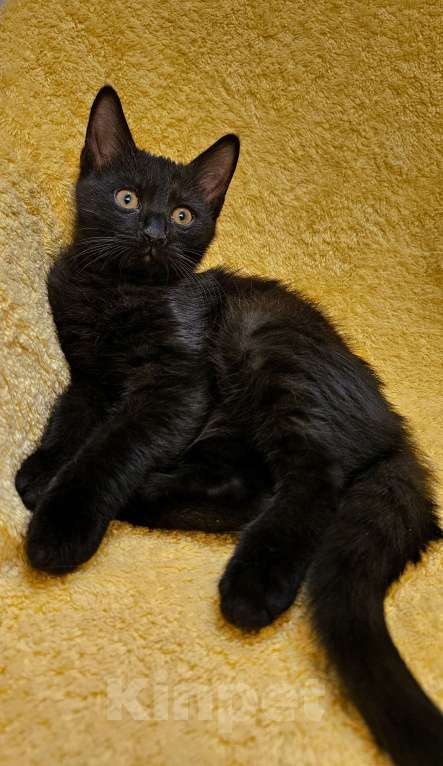 Кошки в Москве: Самый ручной котенок Мускат Мальчик, Бесплатно - фото 3