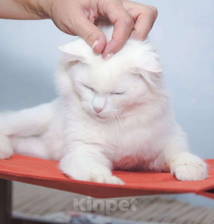 Кошки в Москве: Пушистого белого котика выкинули хозяева 💔 Теперь он никому не нужен Мальчик, Бесплатно - фото 3