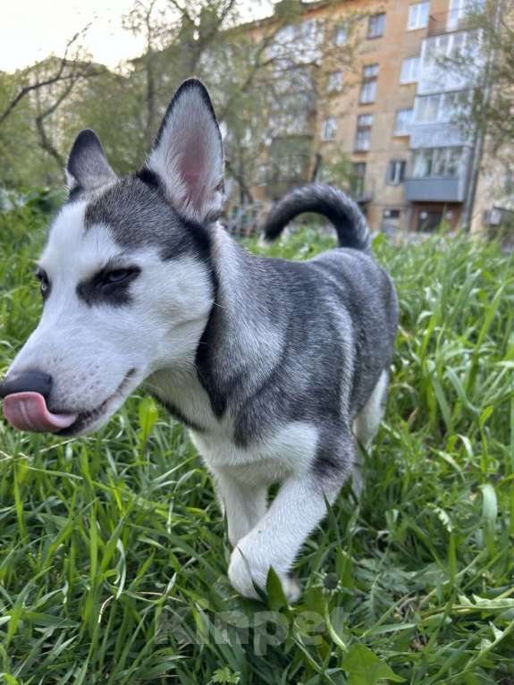 Собаки в Екатеринбурге: Щенок хаски Девочка, 8 000 руб. - фото 6