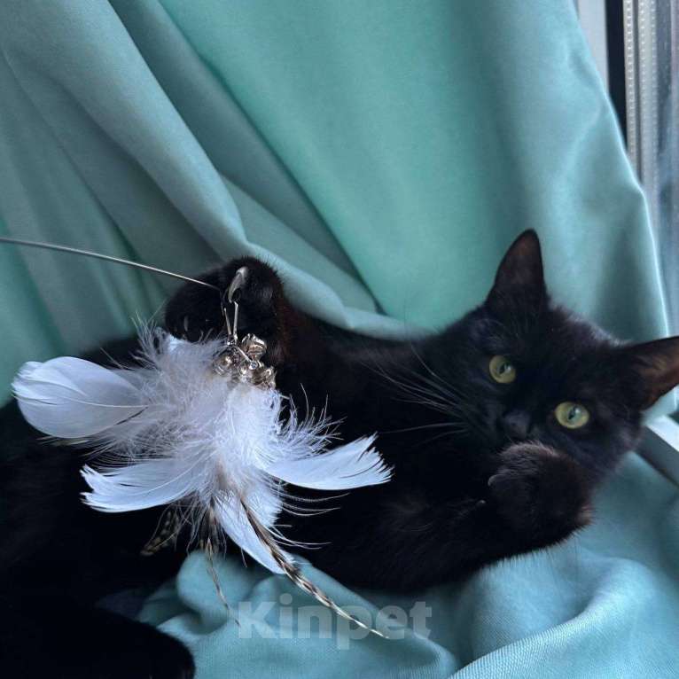 Кошки в Москве: Кошка Багира ищет дом Девочка, Бесплатно - фото 2